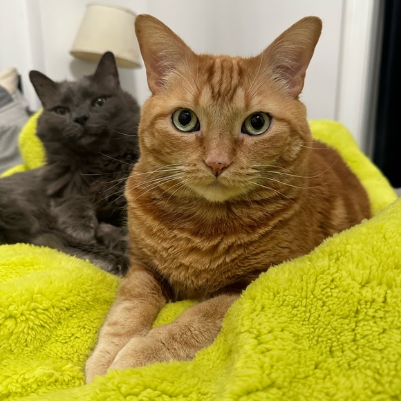 Meet Your Posher - Picture 3 of 10